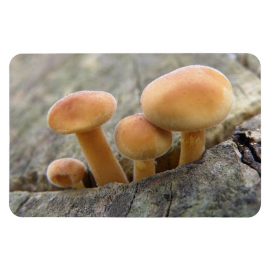 Toadstools op Tree Trunk Flexi Magnet Magneet (Horizontaal)