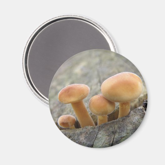 Toadstools op Tree Trunk Magnet (Voorkant / Achterkant)