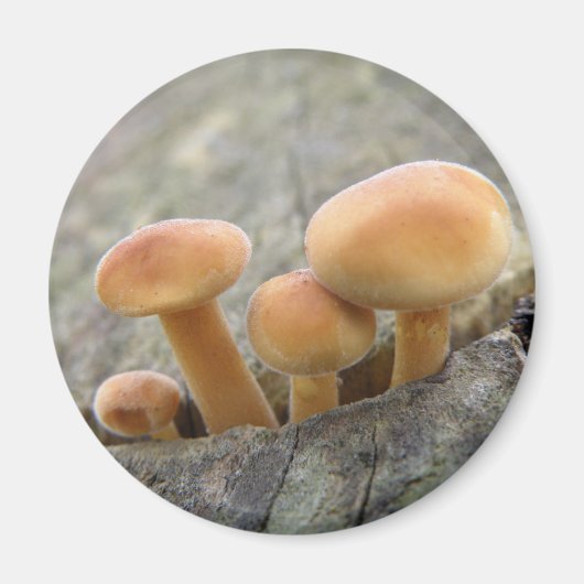 Toadstools op Tree Trunk Magnet (Voorkant)