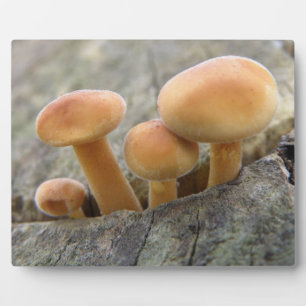 Toadstools op Tree Trunk Plaque Fotoplaat