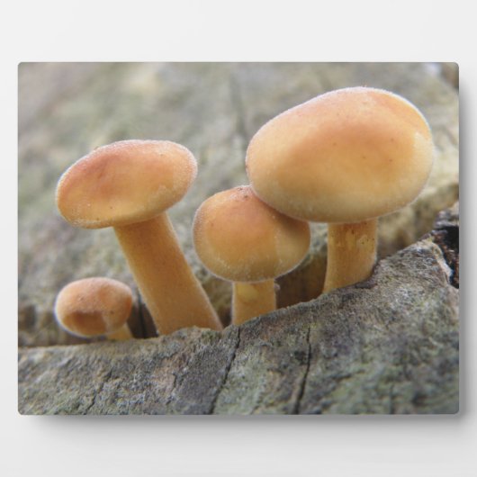 Toadstools op Tree Trunk Plaque Fotoplaat (Voorkant)