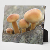 Toadstools op Tree Trunk Plaque Fotoplaat (Zijkant)