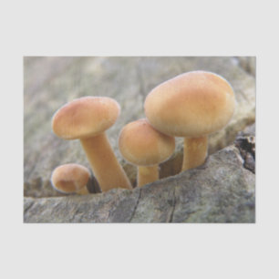 Toadstools op Tree Trunk Tissue Paper Tissuepapier