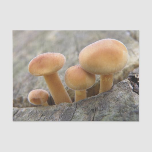 Toadstools op Tree Trunk Tissue Paper Tissuepapier (Voorkant)