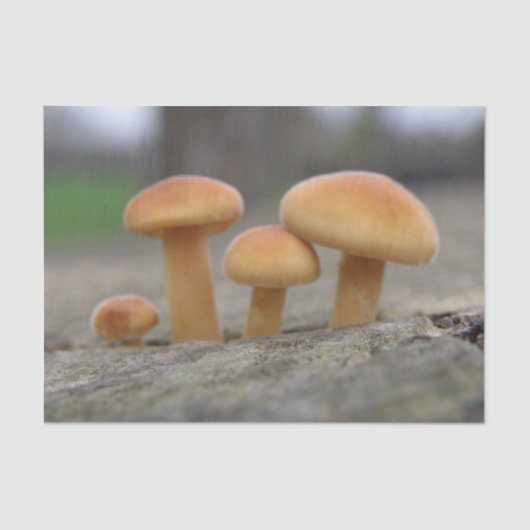 Toadstools voor kleine beeldschermen tissuepapier (Voorkant)