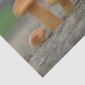 Toadstools voor kleine beeldschermen tissuepapier (Detail)