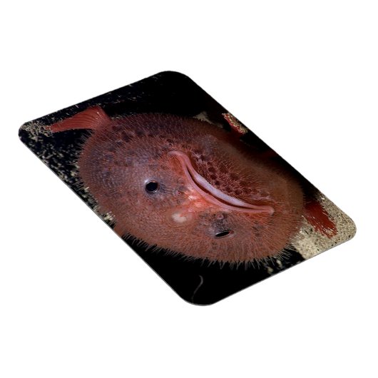 Toadvis Magneet (Rechterzijde)