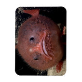 Toadvis Magneet (Verticaal)