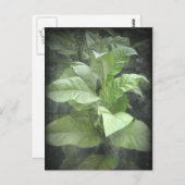 Tobacco Plant Briefkaart (Voorkant / Achterkant)