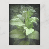 Tobacco Plant Briefkaart (Voorkant)