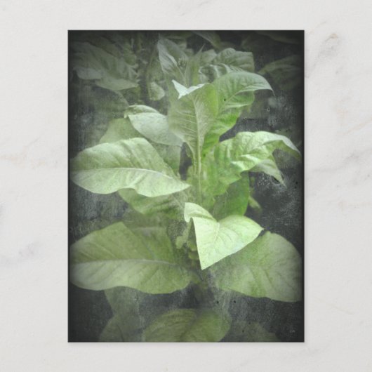 Tobacco Plant Briefkaart (Voorkant)