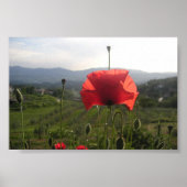 Tocany Poppy Poster (Voorkant)