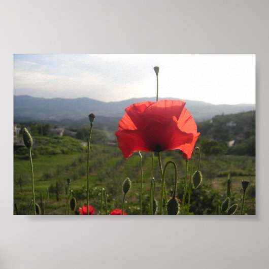 Tocany Poppy Poster (Voorkant)