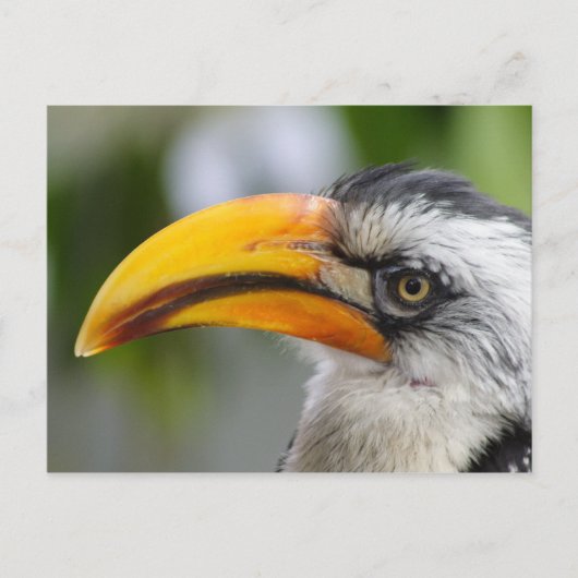 Tockus leucomelas briefkaart (Voorkant)