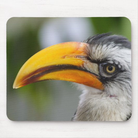 Tockus leucomelas muismat (Voorkant)