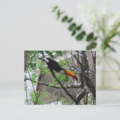 Toco Toucan #4 Briefkaart (Staand voorkant)
