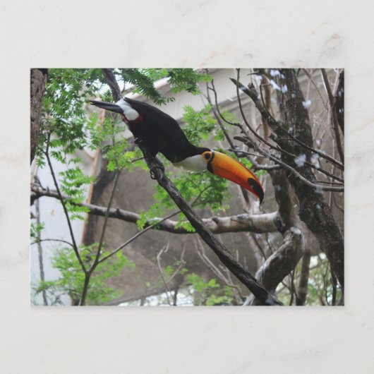 Toco Toucan #4 Briefkaart (Voorkant)