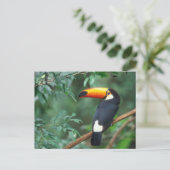 TOCO TOUCAN FOTO VOLLEDIGE KLEUR BRIEFKAART (Staand voorkant)