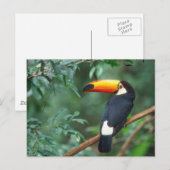 TOCO TOUCAN FOTO VOLLEDIGE KLEUR BRIEFKAART (Voorkant / Achterkant)