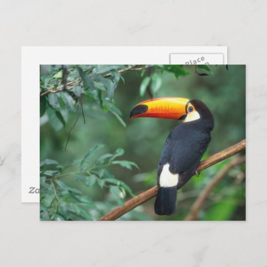 TOCO TOUCAN FOTO VOLLEDIGE KLEUR BRIEFKAART (Voorkant / Achterkant)