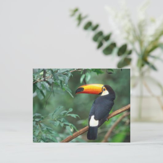 TOCO TOUCAN FOTO VOLLEDIGE KLEUR BRIEFKAART (Staand voorkant)