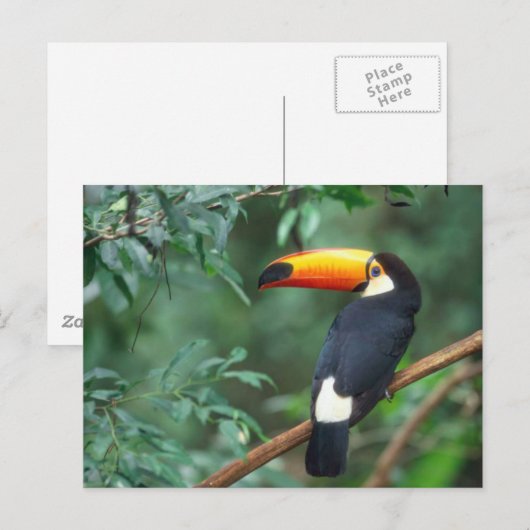 TOCO TOUCAN FOTO VOLLEDIGE KLEUR BRIEFKAART (Voorkant / Achterkant)