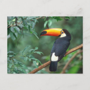 TOCO TOUCAN FOTO VOLLEDIGE KLEUR BRIEFKAART