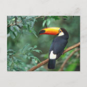 TOCO TOUCAN FOTO VOLLEDIGE KLEUR BRIEFKAART (Voorkant)