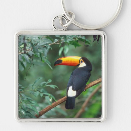 TOCO TOUCAN FOTO VOLLEDIGE KLEUR SLEUTELHANGER (Voorkant)