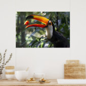 Toco Toucan-Poster Poster (Keuken)