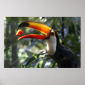 Toco Toucan-Poster Poster (Voorkant)