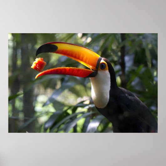 Toco Toucan-Poster Poster (Voorkant)