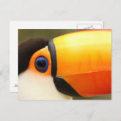 Toco Toucan (Ramphastos toco) is de grootste Briefkaart (Voorkant / Achterkant)