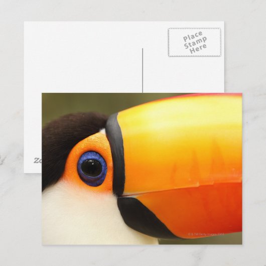 Toco Toucan (Ramphastos toco) is de grootste Briefkaart (Voorkant / Achterkant)