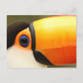 Toco Toucan (Ramphastos toco) is de grootste Briefkaart (Voorkant)