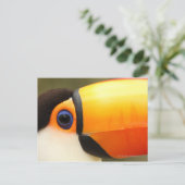 Toco Toucan (Ramphastos toco) is de grootste Briefkaart (Staand voorkant)