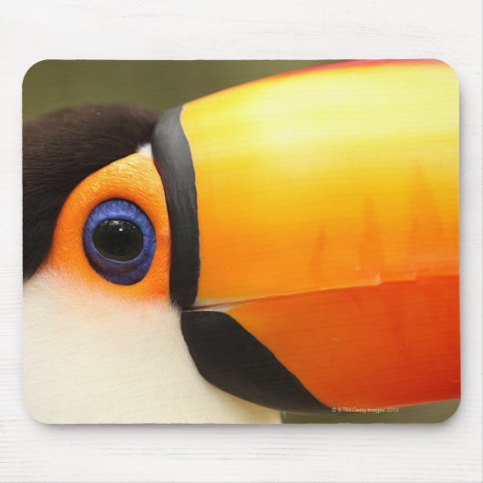 Toco Toucan (Ramphastos toco) is de grootste Muismat (Voorkant)