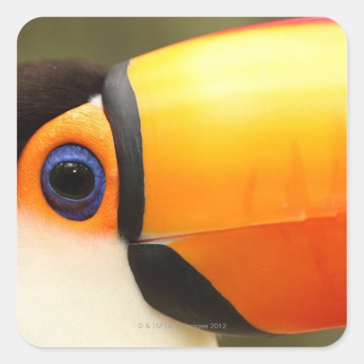 Toco Toucan (Ramphastos toco) is de grootste Vierkante Sticker (Voorkant)