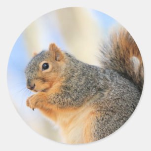 Todays-furball Ronde Sticker