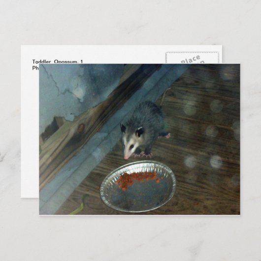 Toddler Opossum 1 Briefkaart (Voorkant / Achterkant)