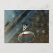 Toddler Opossum 1 Briefkaart (Voorkant)
