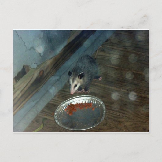 Toddler Opossum 1 Briefkaart (Voorkant)
