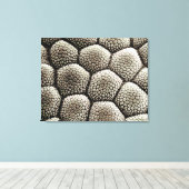 Toe pad epidermis van een Toad Canvas Afdruk (Insitu (Houten vloer))