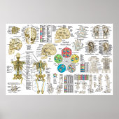 Toegepast Poster op kinsiologie (Voorkant)