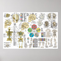 Toegepast Poster op kinsiologie