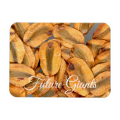 Toekomstige Reuzen, Zaden van Reuzenbomen Magneet (Horizontaal)