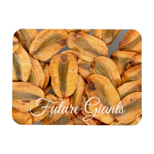 Toekomstige Reuzen, Zaden van Reuzenbomen Magneet (Horizontaal)