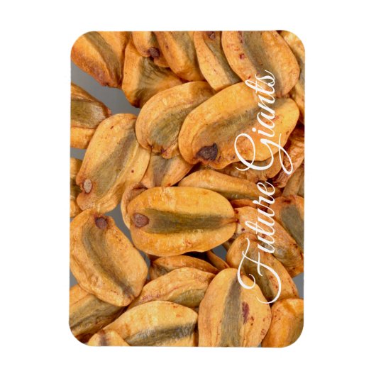 Toekomstige Reuzen, Zaden van Reuzenbomen Magneet (Verticaal)