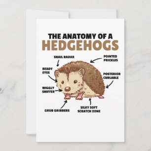 Toelichting van een egel in de Cute Egel: Anatomie Kaart