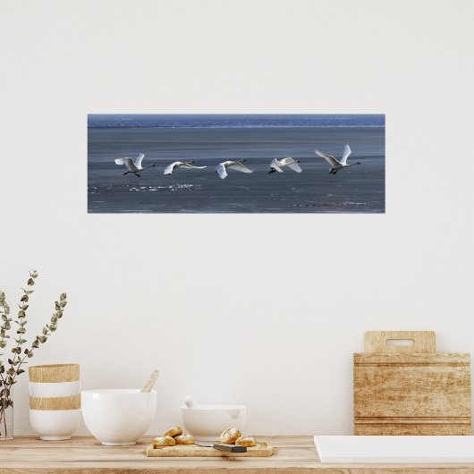 Toendra Swan Icy Takeoff Poster (Keuken)
